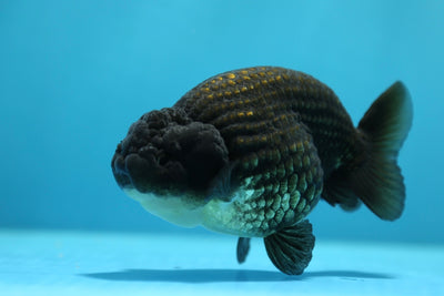 Super Black Lionchu 4.5-5 inches Male #1223RC_04