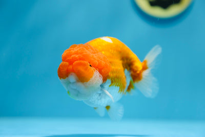 Macho Ranchu rojo y blanco AAA de 4,5 a 5 pulgadas n.° 1201_08