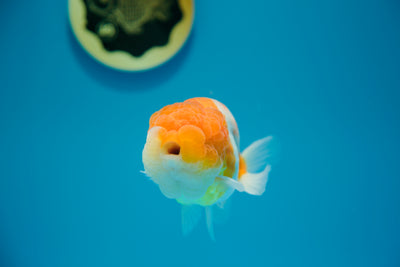 Super Sakura Lionchu 4,5-5 pulgadas Macho #6