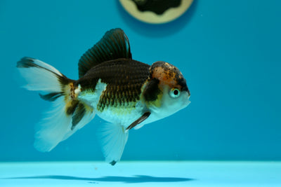 Oranda Tricolor Mâle 5,5 pouces #0210OR_12