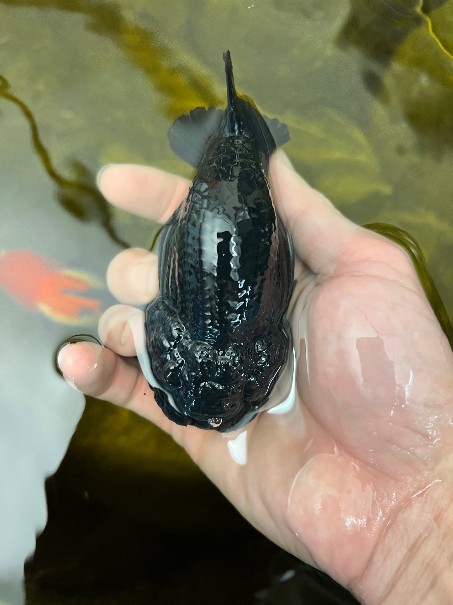 Lionchu Super Black Macho 4-4,5 pulgadas #0112RC_07