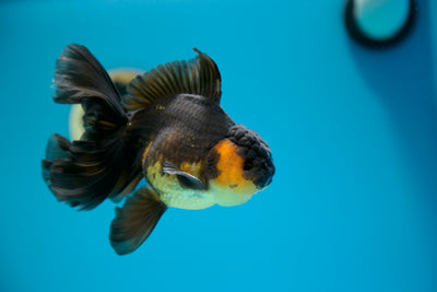 Super Apache Thai Oranda n.° 14, macho de 5 a 5,5 pulgadas
