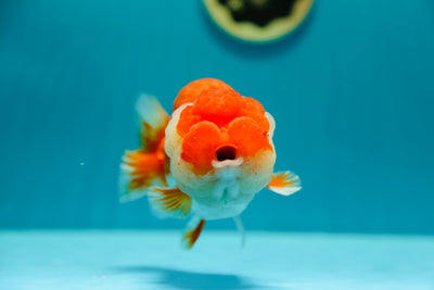 Super Show Grade LionKing 5-5.5 inches #0224_01