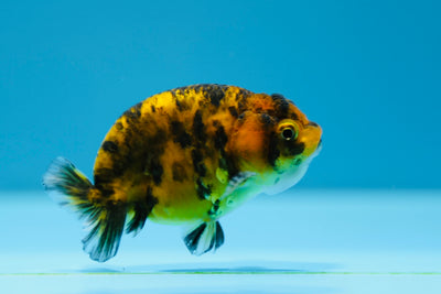 Lionchu 3-3,5 pulgadas #0112RC_16