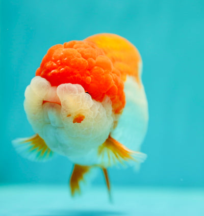 Roi Lion de qualité Super AAA 5-5,2 pouces #0224_10