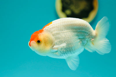 Buffalo Ranchu mâle 4,5 pouces #0317RC_16