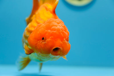 Yuanbao rojo súper hembra de 6 pulgadas #1118YB_02