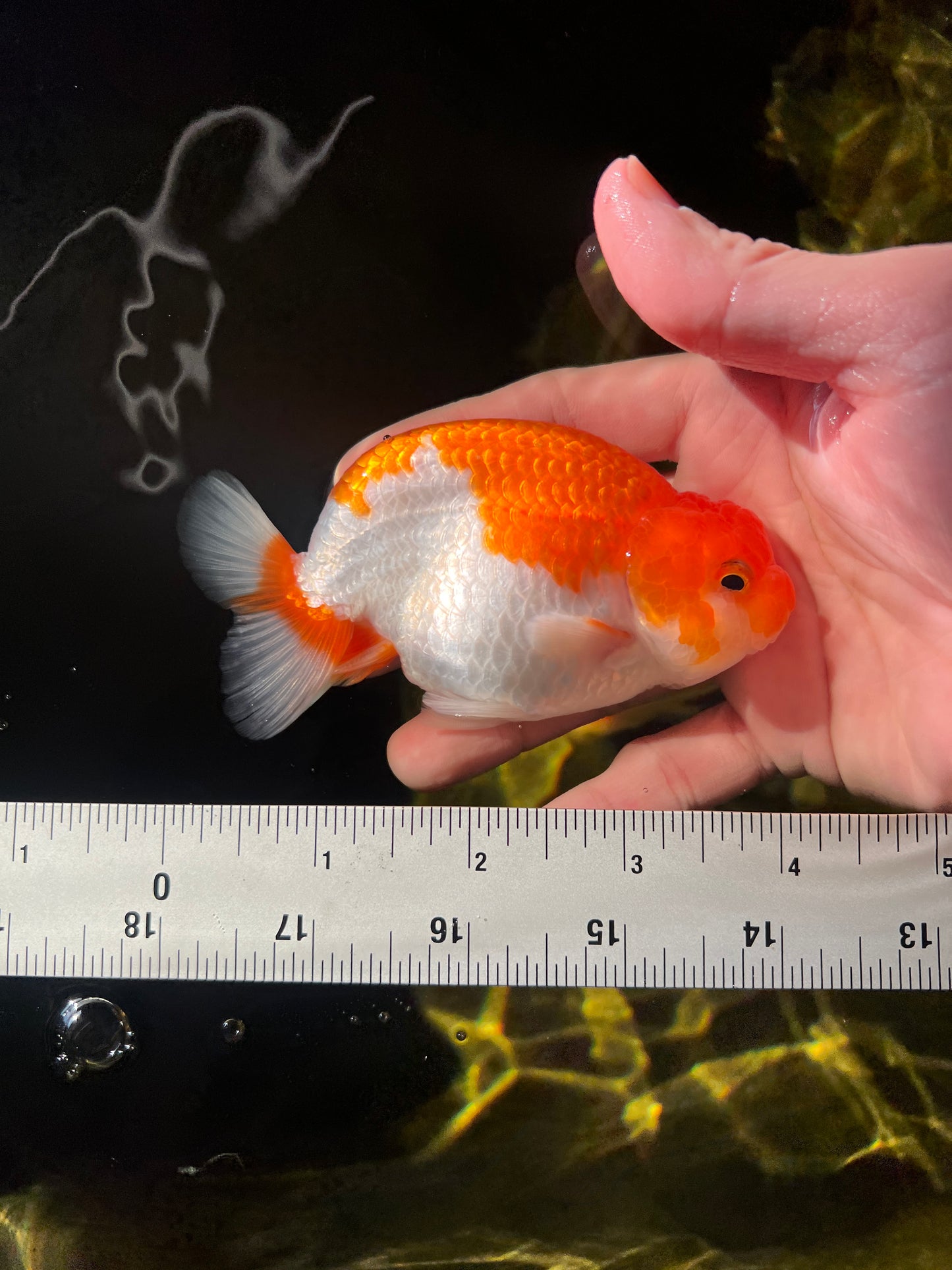 Buffalo Ranchu mâle 4 pouces #0324RC_02