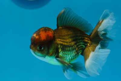 Tricolor Oranda Male 5-5.5 inches #0119OR_02