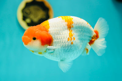 Mâle Ranchu Thaïlandais Jumbo Rouge Blanc de catégorie AAA 6 pouces #0421RC_11