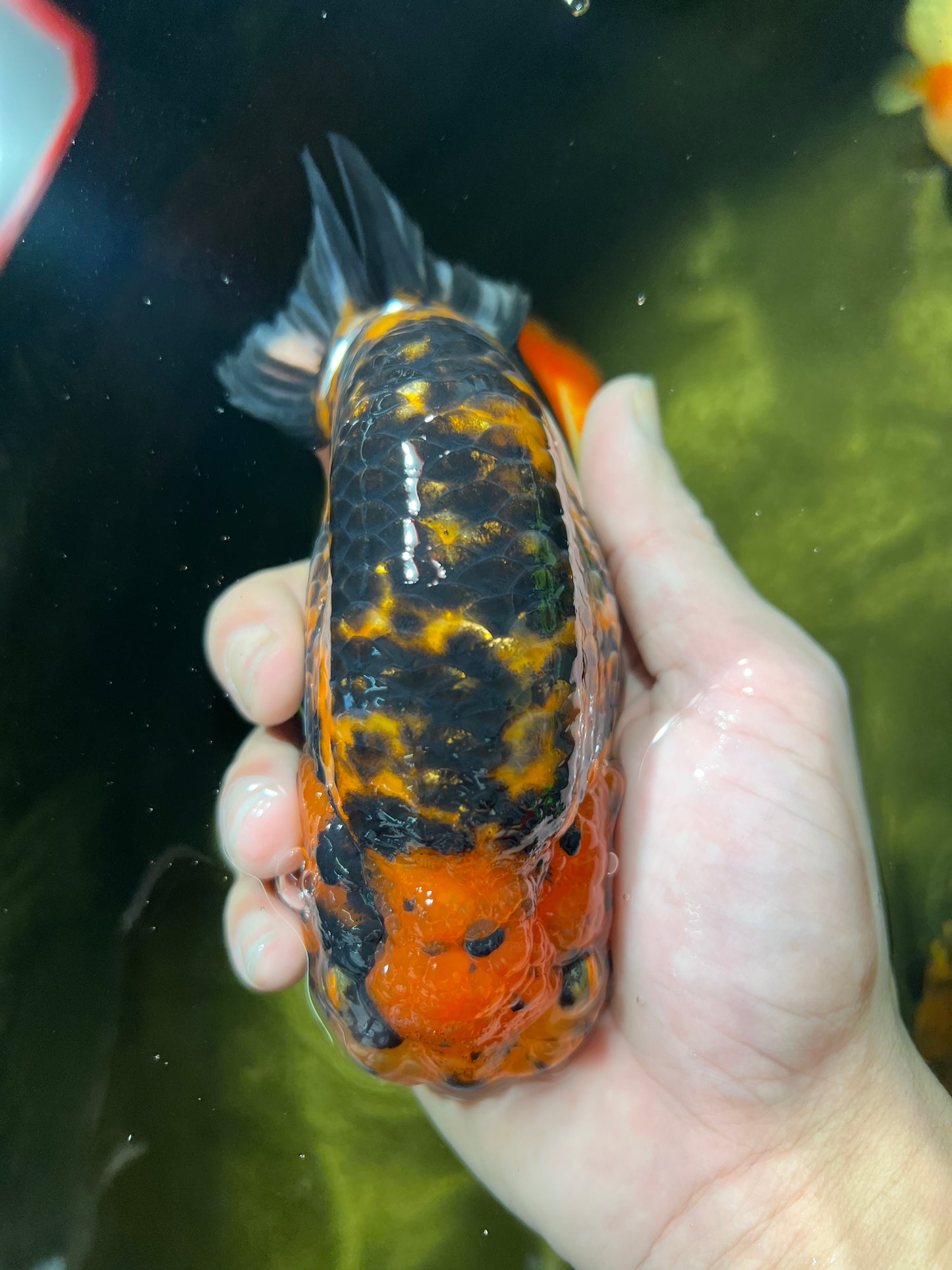 Femelle Tigre Ranchu Jumbo AAA 5-5,5 pouces #1216RC_01