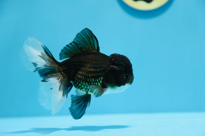 AAA Oranda Panda 4,5-5 pouces Mâle #1209_06