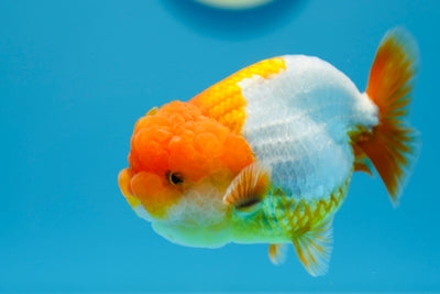 León macho de grado AAA de 4,5 a 5 pulgadas, n.º 0112RC_02