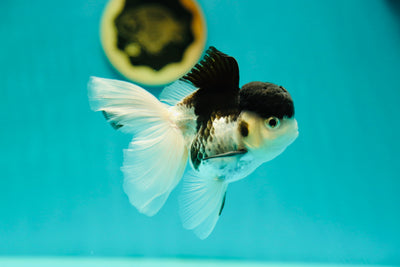 Panda Oranda Macho 4.5-5 Pulgadas #0414OR_11