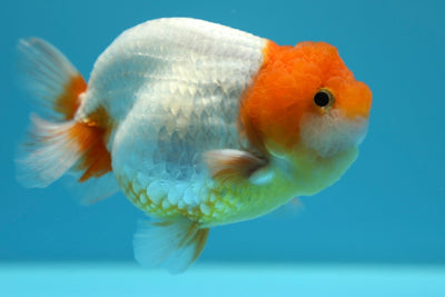 LionKing 4-4.5 inches #0127RC_09