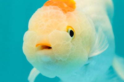 Buffalo Ranchu Mâle 4-4,5 pouces #0324RC_01