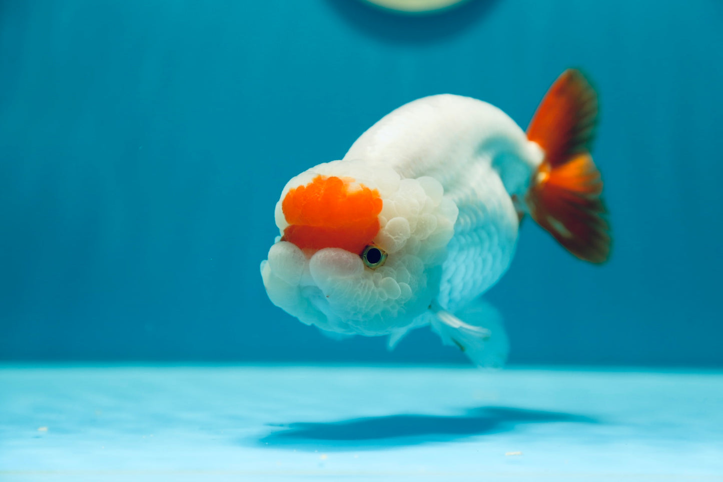 Tancho LionKing de 5,5 pulgadas, grado Super Show, n.° 0224_02