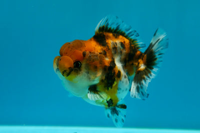 Yuanbao calico Female 3.5 inches #0210YB_07