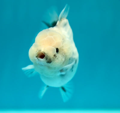 Yuanbao White Tiger Female 3-3.5 inches #0217YB_04