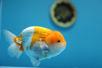 Super Lionchu RW #01 4,5-5 pulgadas Macho