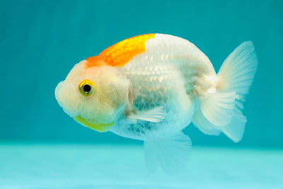 Buffalo Ranchu Femelle 4 pouces #0324RC_08