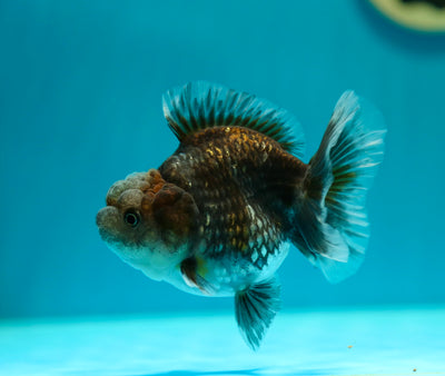 Yuanbao Kirin 4 pouces Femelle #0224_04