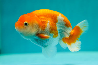 Buffle rouge et blanc mâle 4,5 pouces #0421RC_14