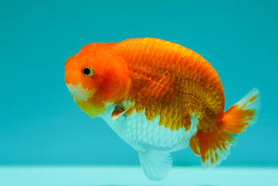 Super mignonne Buffalo Ranchu femelle 4-4,5 pouces #0317RC_21