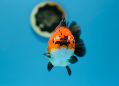 Yuanbao hembra de 4,5 a 5 pulgadas #0112YB_11