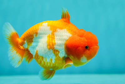 Requin rare de catégorie A LionQueen 4,5 pouces #0331LQ_05