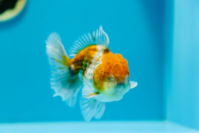 Oranda Calico Mâle 4-4,2 pouces #0210OR_09