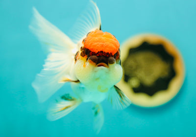 Bouledogue français de catégorie A, tricolore, Oranda, mâle, 4,5 pouces #0414OR_12