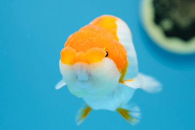 LionQueen hembra de 4,5 a 5 pulgadas #0119RC_07