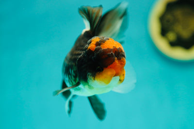 Mâle Oranda tricolore de catégorie A 4,5 à 5 pouces #0421OR_02