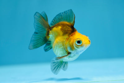 Ruykin Broadtail Femelle 3 pouces #1223RK_21