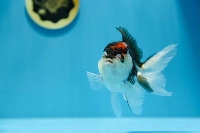 Tricolore Oranda Mâle 4,5-5 pouces #1216OR_04