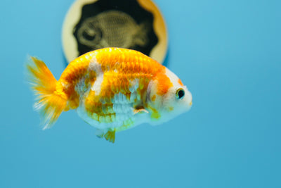 Sakura Ranchu Femelle 3,5-4 pouces #1231RC _02