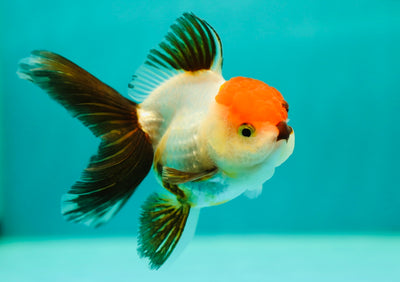 Oranda mâle à calotte rouge tricolore 4 pouces #0421OR_04