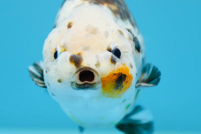 Vaca Calico Ranchu Macho 5,5-6 pulgadas #1118RC_11