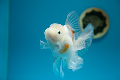 Sakura blanca superlinda n.° 02 de 5 pulgadas (hembra)