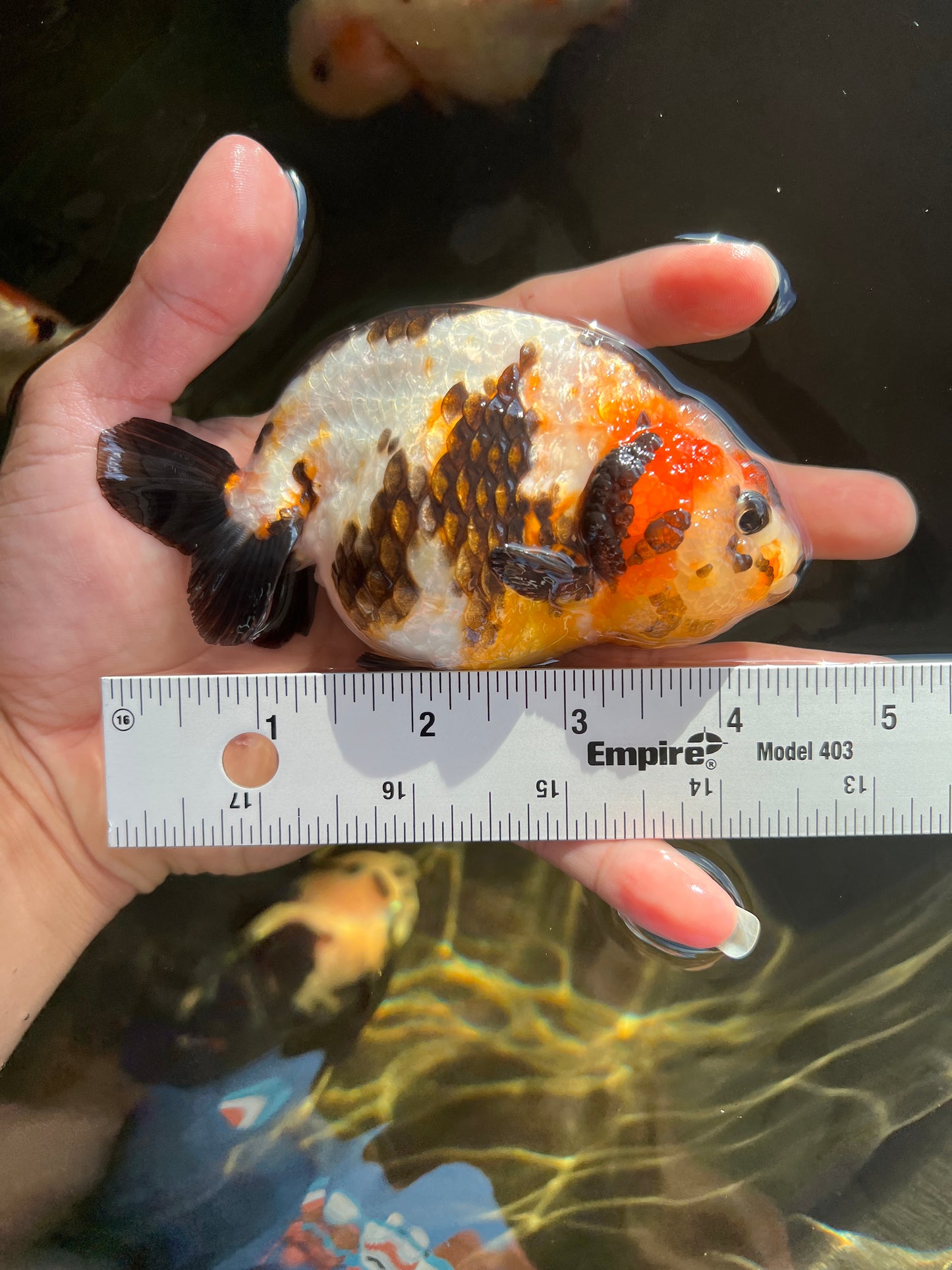 Super Cow Ranchu #02 4.5inches Female