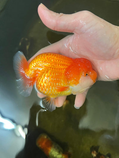 AAA Lionchu Red Female 4.5-5 inches #1212_02