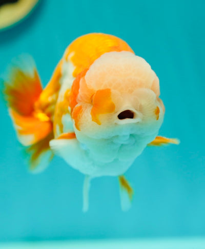 Roi Lion de catégorie A 5 pouces #0407LO_06