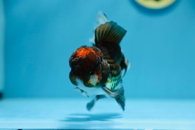 AAA Tricolore Oranda Mâle 5-5,5 pouces #1201_22