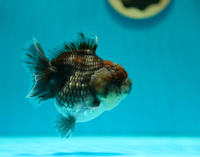 Yuanbao Kirin 3.5-4 inches Female #0224_03