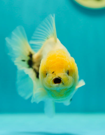 Granite Lemon Head Oranda Male 4.5 inches #0407OR_10