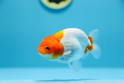 Lionchu 3.5-4 inches Male #1209_13