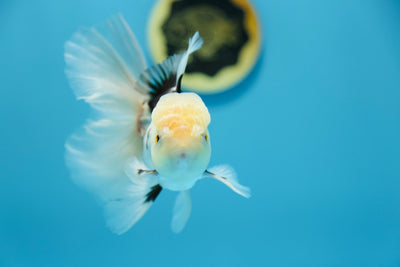 Super Panda Oranda Macho 5-5.5 pulgadas #1109TO_04