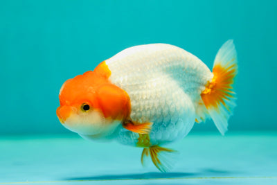 León reina rojo y blanco de 4,5 pulgadas n.° 0421LC_09