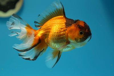 Macho apache oranda tailandés de 4,5 a 5 pulgadas n.º 0127OR_01